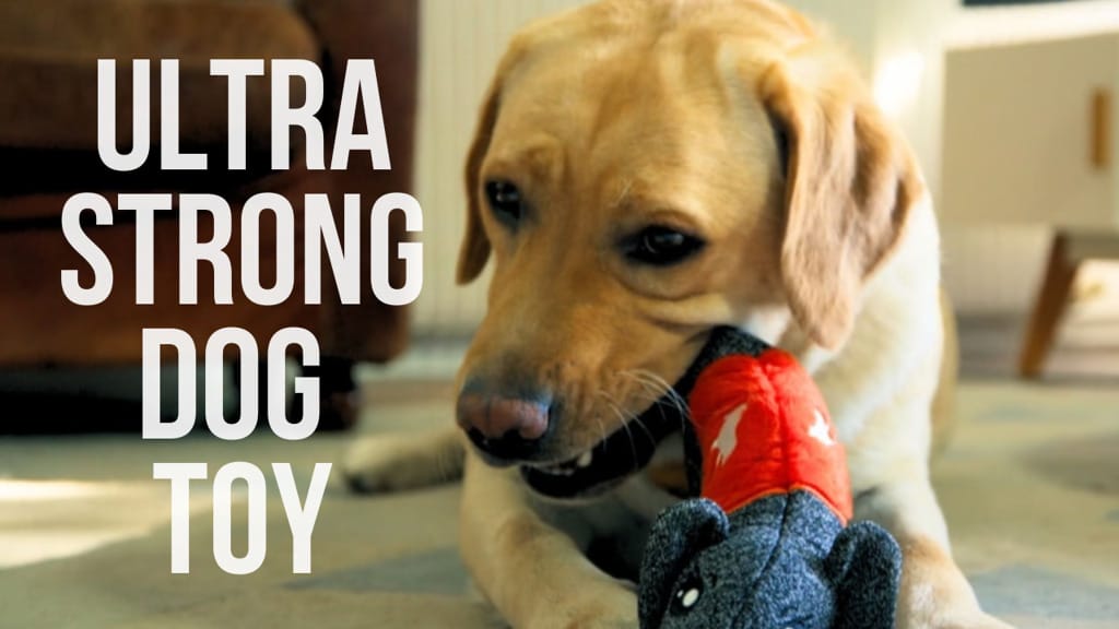 CHEEKY | The strongest and safest dog toy !